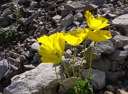 31 Papaver rhaeticum (Papavero dorato) sui macereti del Mandrone